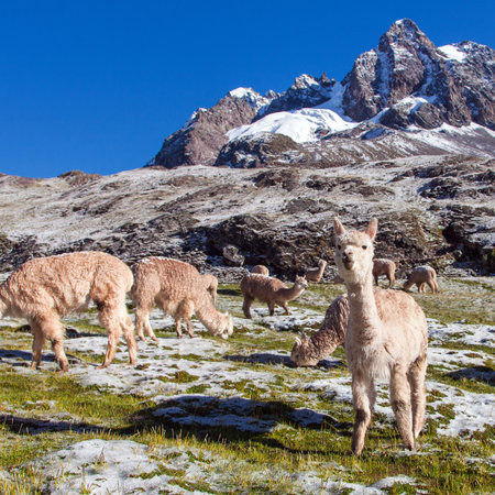 llama or lama, group of lamas on pastureland, Andes mountains, Peruの写真素材