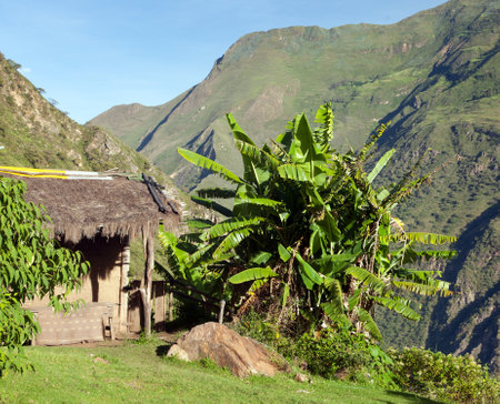 beautiful house in Peruvian Andes and banana tree on Choquequirao treeking Inca trail, Peruの写真素材