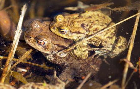 Common or European toad brown colored, Mating toads in the pondの写真素材