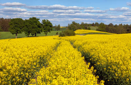 Field of rapeseed, canola or colza, in latin brassica napus with rural road, beautiful springtime landscape countryside, rape seed is plant for green energy and oil industryの写真素材