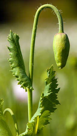 Detail of flower bud of opium poppy papaver somniferum, white colored poppy is grown in Czech Republicの写真素材