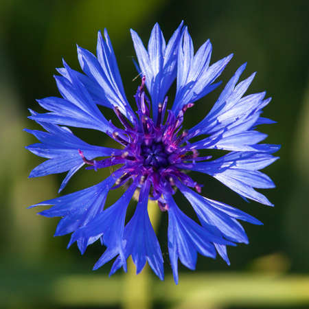 cornflower or bachelors button in latin Centaurea cyanusの写真素材