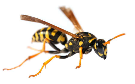 European common wasp German wasp or German yellow jacket isolated on white background in latin Vespula Vulgaris or Germanicaの写真素材