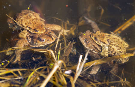 Common or European toad brown colored, Mating toads in the pondの写真素材