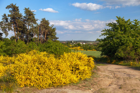Cytisus scoparius, the common broom or Scotch broom yellow flowering in blooming time and dirt road, Bohemian and Moravian highland, Czech republicの写真素材