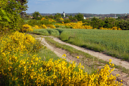 Cytisus scoparius, the common broom or Scotch broom yellow flowering in blooming time, village, dirt road and winter wheat field, Bohemian and Moravian highland, Czech republicの写真素材