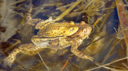 Common or European toad brown colored, Mating toads in the pondの写真素材