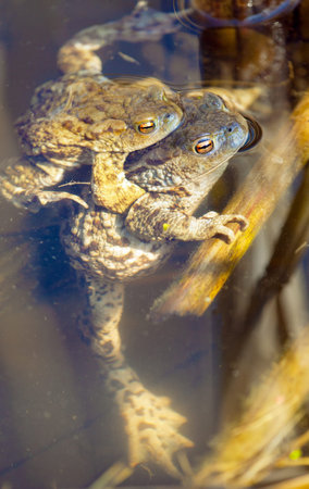 Common or European toad brown colored, Mating toads in the pondの写真素材