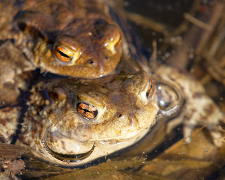Common or European toad brown colored, Mating toads in the pond