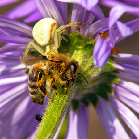 bee or honeybee killed by a spider, hunter and victim, Apis Melliferaの写真素材