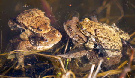 Common or European toad brown colored, Mating toads in the pondの写真素材