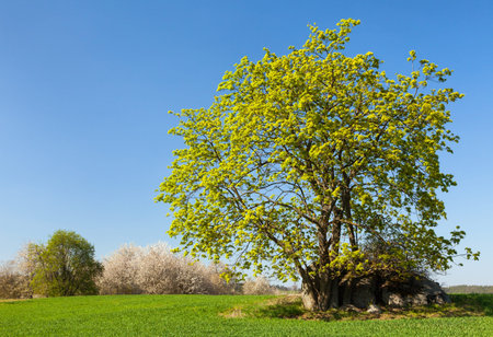 spring maple tree and corn field springtime view from bohemian and moravian highlandの写真素材