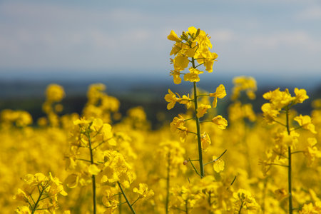detail of golden flowering field of rapeseed canola or colza in latin Brassica Napus - rape seed is plant for green energy and oil industryの写真素材