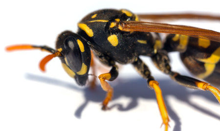 European common wasp German wasp or German yellow jacket isolated on white background in latin Vespula Vulgaris or Germanicaの写真素材