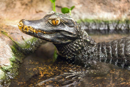 caiman waiting in the water for prey river animalの写真素材