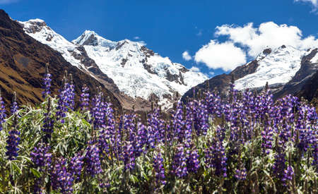 Mount Saksarayuq with Lupinus flowers, Andes mountains, Choquequirao trekking trail near Machu Picchu, Inca trail, Cuzco or Cusco region in Peruの写真素材