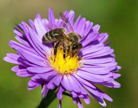 detail of bee or honeybee in Latin Apis Mellifera, european or western honey bee sitting on the yellow violet purple or blue flowerの写真素材
