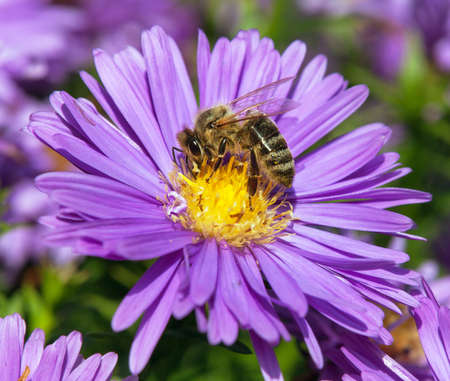 detail of bee or honeybee in Latin Apis Mellifera, european or western honey bee sitting on the yellow violet purple or blue flowerの写真素材