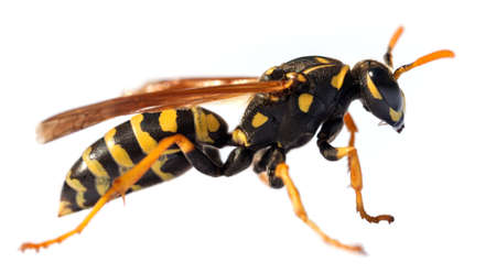 European common wasp German wasp or German yellow jacket isolated on white background in latin Vespula Vulgaris or Germanicaの写真素材