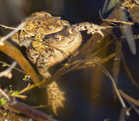 Common or European toad brown colored, Mating toads in the pondの写真素材