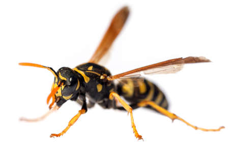 European common wasp German wasp or German yellow jacket isolated on white background in latin Vespula Vulgaris or Germanicaの写真素材