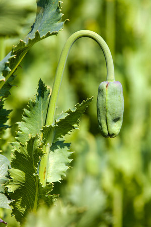 Detail of flower bud of opium poppy papaver somniferum, white colored poppy is grown in Czech Republicの写真素材