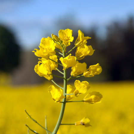 detail of golden flowering field of rapeseed canola or colza in latin Brassica Napus - rape seed is plant for green energy and oil industryの写真素材