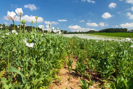 Detail of flowering opium poppy field in Latin papaver somniferum, white colored poppy is grown in Czech Republicの写真素材