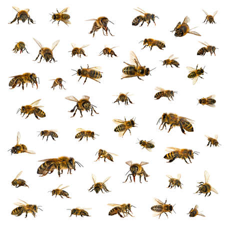 bee, Set of bees or honeybees in Latin Apis Mellifera, european or western honey bee isolated on the white backgroundの写真素材