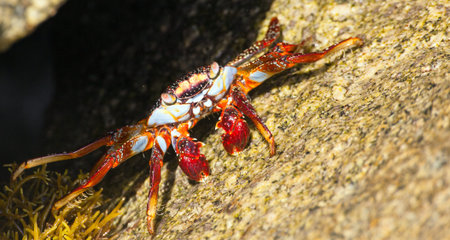 Red crab sitting on stone, sea crustacean, water animal