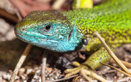 European green lizard in Latin Lacerta viridis detail of Animalの写真素材