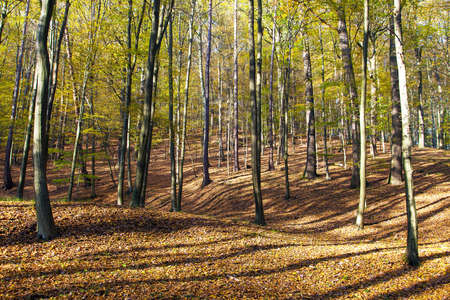 Autumn forest, deciduous beech trees wood woodland, Chriby, Czech Republicの写真素材