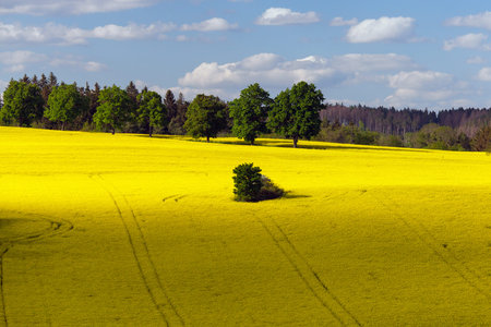 Rapeseed, canola or colza field in Latin Brassica Napus, rape seed is plant for green energy and oil industry, springtime golden flowering fieldの写真素材