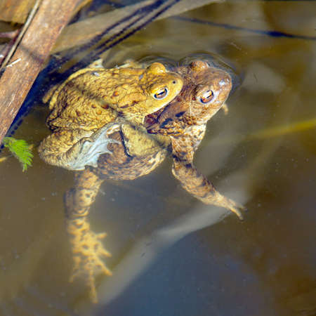 Common or European toad brown colored, Mating toads in the pondの写真素材