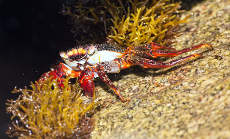 Red crab sitting on stone, sea crustacean, water animal