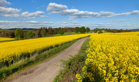 Field of rapeseed, canola or colza, in latin brassica napus with rural road, beautiful springtime landscape countryside, rape seed is plant for green energy and oil industryの写真素材