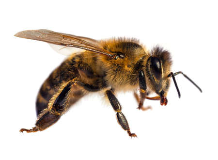 detail of bee or honeybee in Latin Apis Mellifera, european or western honey bee isolated on the white backgroundの写真素材