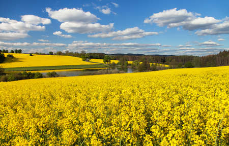 Rapeseed, canola or colza field in Latin Brassica Napus, rape seed is plant for green energy and oil industry, springtime golden flowering fieldの写真素材