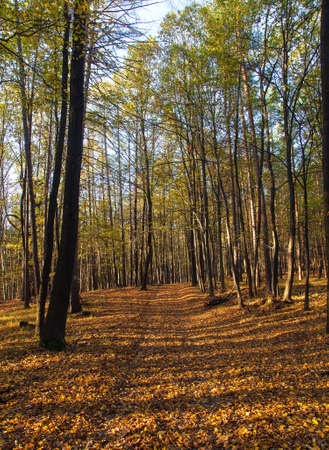 Autumn forest, deciduous beech trees wood woodland, Chriby, Czech Republicの写真素材