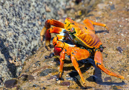 Red crab sitting on stone, sea crustacean, water animalの写真素材