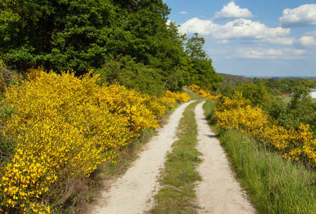 Cytisus scoparius, the common broom or Scotch broom yellow flowering in blooming time and dirt road, Bohemian and Moravian highland, Czech republicの写真素材