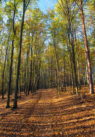 Autumn forest, deciduous beech trees wood woodland, Chriby, Czech Republicの写真素材