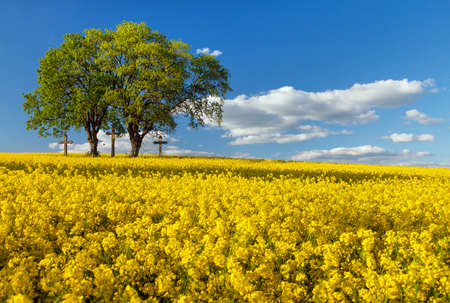 Rapeseed, canola or colza in Latin Brassica Napus, rape seed is plant for green energy and oil industry, springtime golden flowering field and group of two lindens and three crossesの写真素材