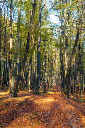 Autumn forest, deciduous beech trees wood woodland, Chriby, Czech Republicの写真素材