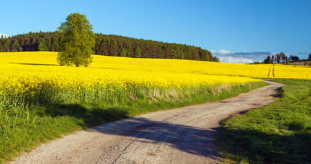 Field of rapeseed, canola or colza, in latin brassica napus with rural road and tree - rape seed is plant for green energy and oil industryの写真素材