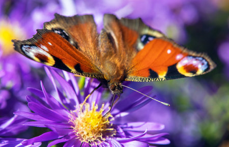 Peacock butterfly sitting on blue flower, in latin Inachis Io or Aglais Ioの写真素材