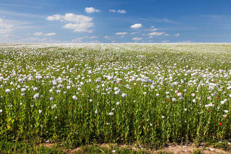 flowering opium poppy field in Latin papaver somniferum, poppy field, white colored poppy is grown in Czech Republic for food industryの写真素材