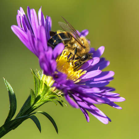 bee or honeybee in Latin Apis Mellifera, european or western honey bee sitting on the blue yellow violet or purple flowerの写真素材