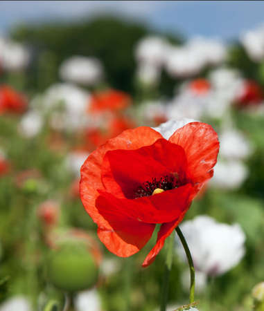 flowering opium poppy field in Latin papaver somniferum, poppy field weeded with red poppies, white colored poppy is grown in Czech Republic for food industryの写真素材