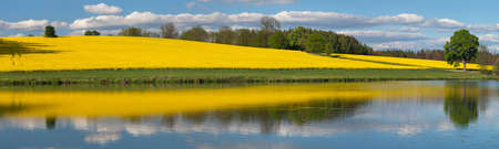 Rapeseed, canola or colza field landscape panorama in Latin Brassica napus, rape seed is plant for green energy and oil industry, springtime yellow flowering field with lake or pond and grassの写真素材